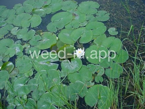 waterlily, fragrant